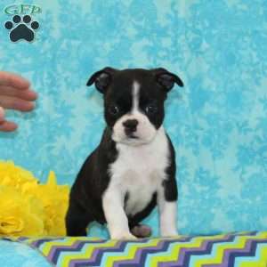 Karly, Boston Terrier Puppy